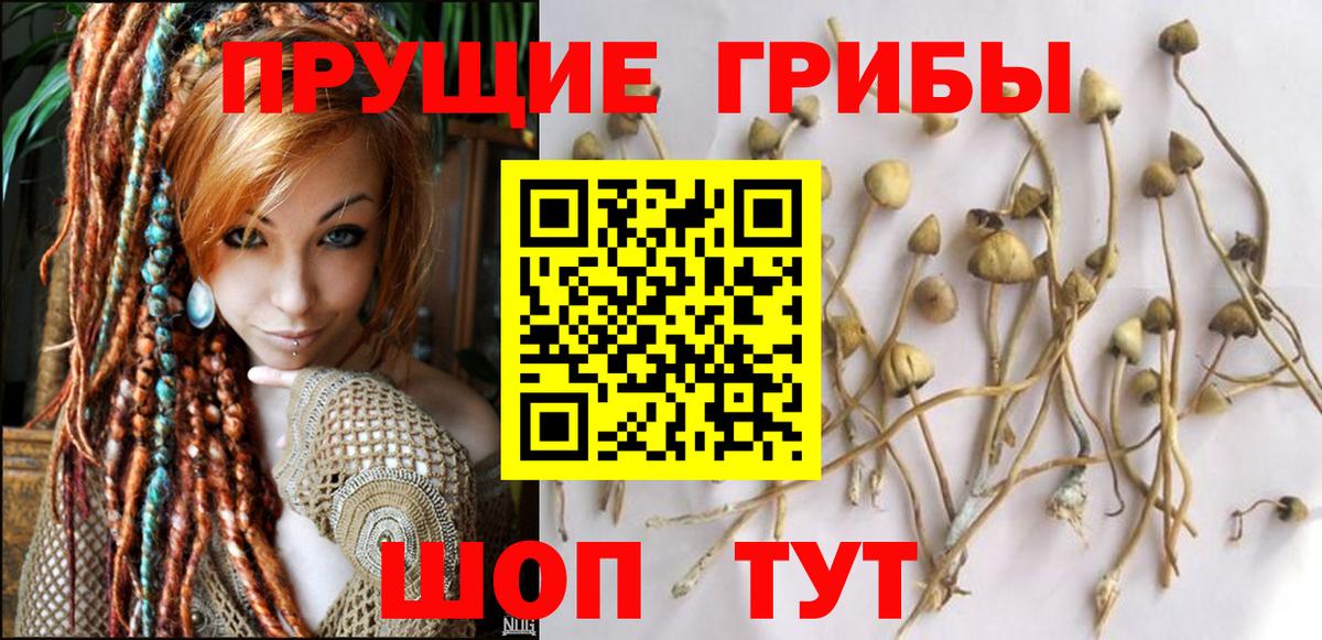 Галлюциногенные грибы Cubensis Скопин